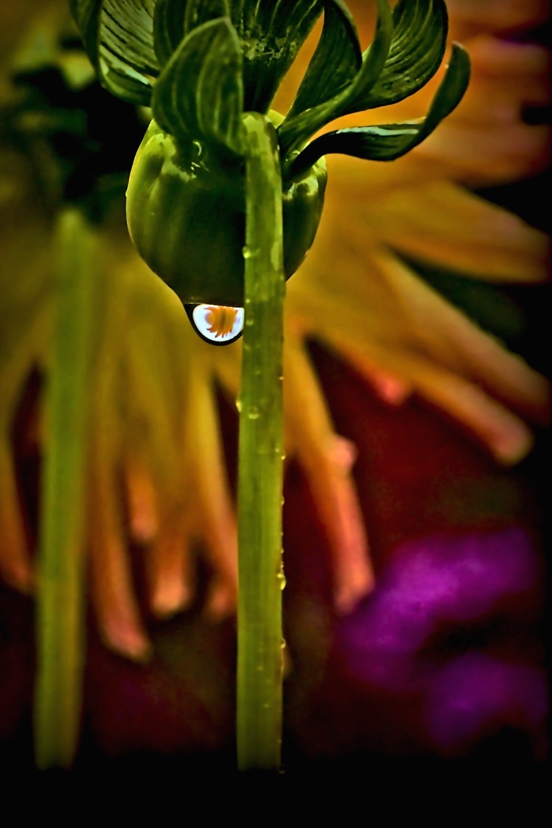 Decisive Moment of Dhalia Image in Raindrop- 00